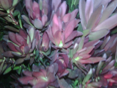 Spray leucadendron